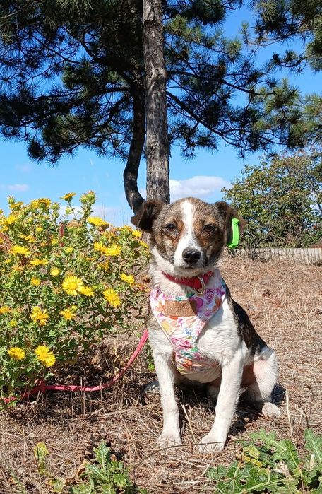 Отдам даром в добрые руки собачку метис маленькой породы