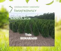 Tuja SZMARAGD 130 - 170CM