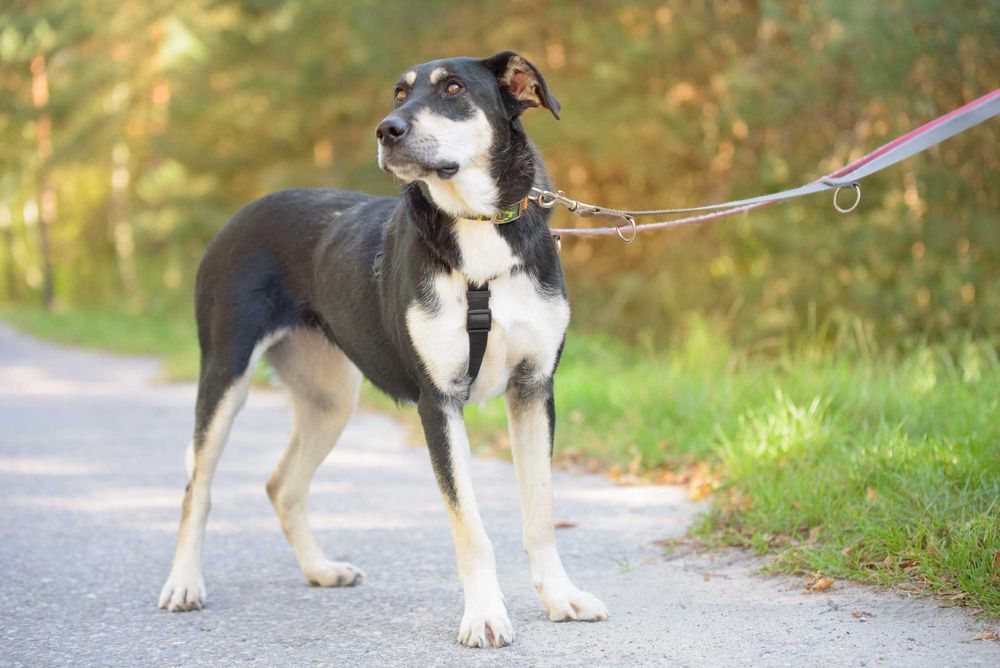 DEZRA - młodziutka, spora, trochę nieśmiała dziewczyna
