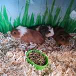Świnka morska cavia domowa
