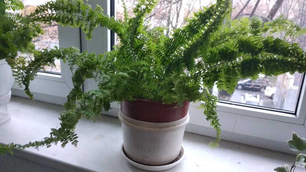 Папоротник декоративный