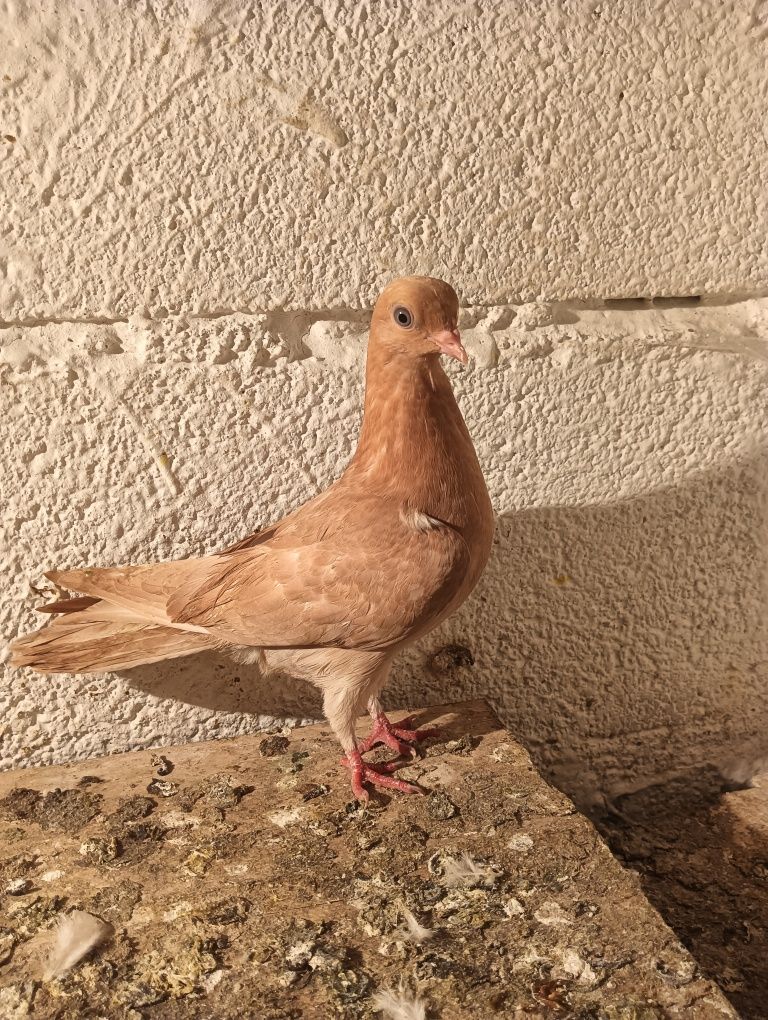 Pombos de raça cambalhota português e correias