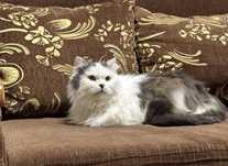 Котик срочно ищет дом!!!