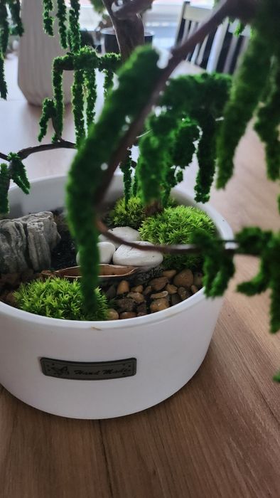Drzewko bonsai z roślin stabilizowanych