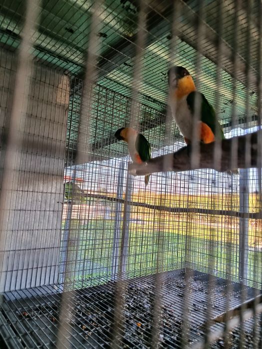 Vendo casal de marianinhas prontas a criar