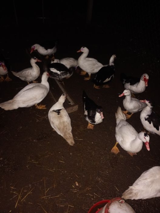 Witam sprzedam kaczory i kaczki