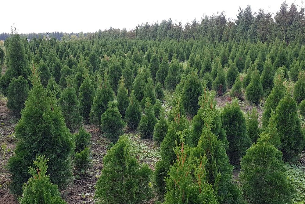 Tuja, Thuja szmaragd, żywopłot, 100-110 cm GĘSTE! Szkółka roślin