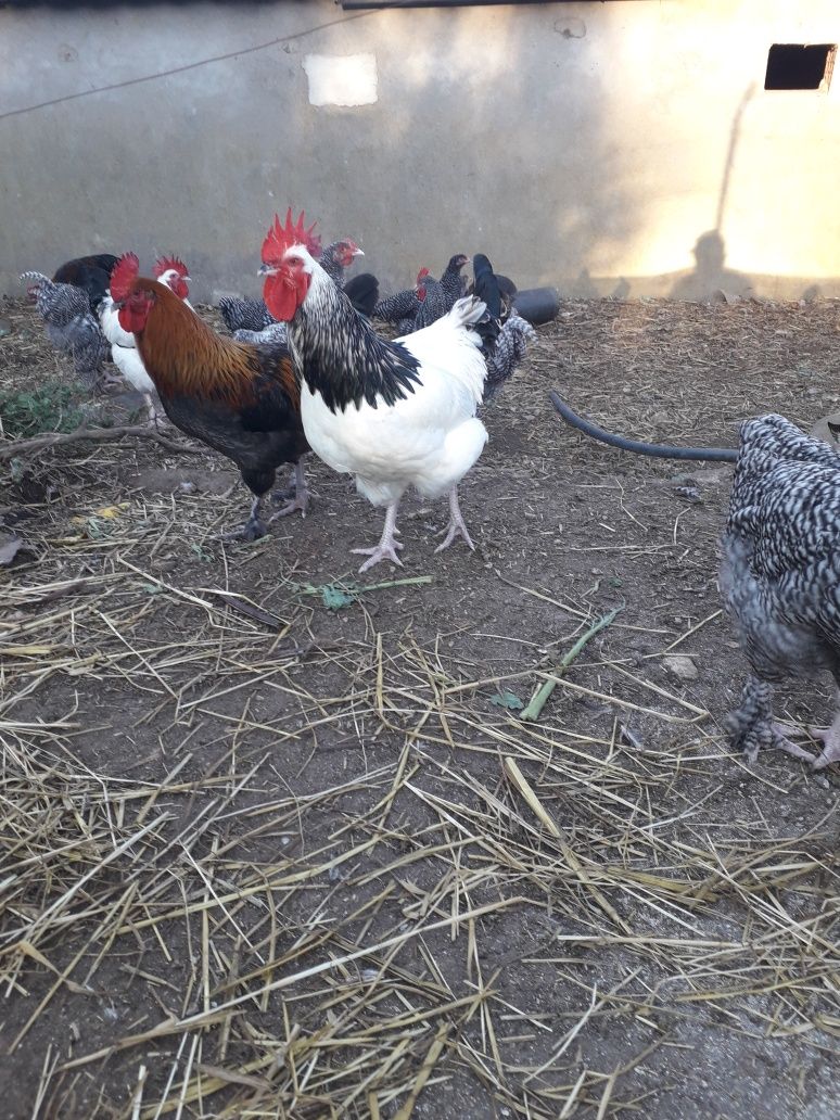 Galos Sussex/Marans/Surenha morucha