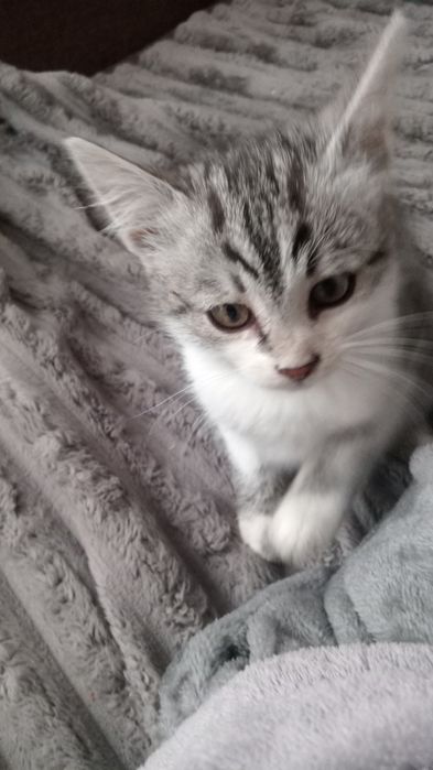 Маленький котик в добрі руки