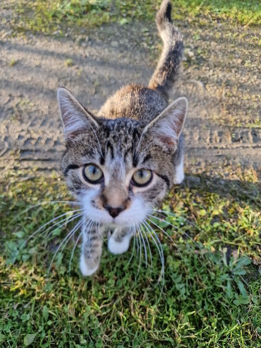 Znaleziono malego Kotka