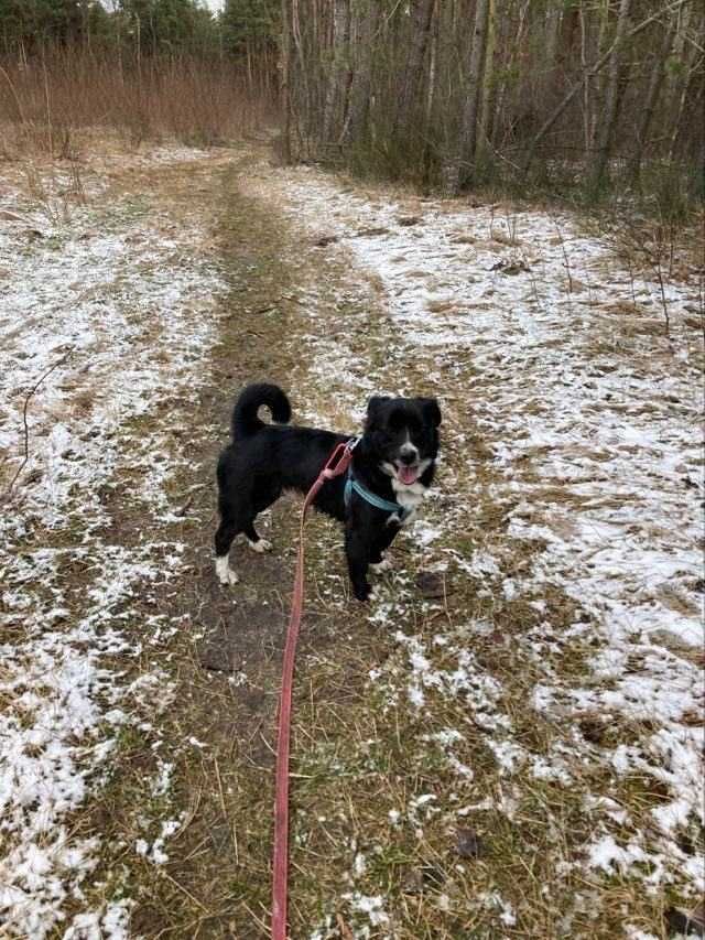 Malutki FIGO szuka domu