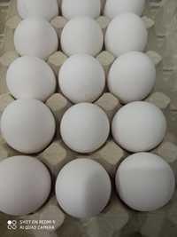 Świeże jajka wiejskie (duże) wolny wybieg. Dowóz gratis