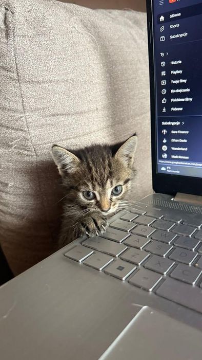 Śliczna kotka do oddania.