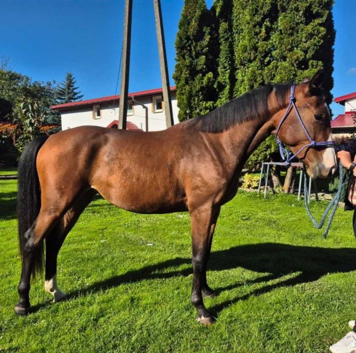 Klacz ur. marzec 2023