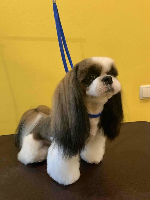 Стрижка, тримминг собак и кошек. Не дорого