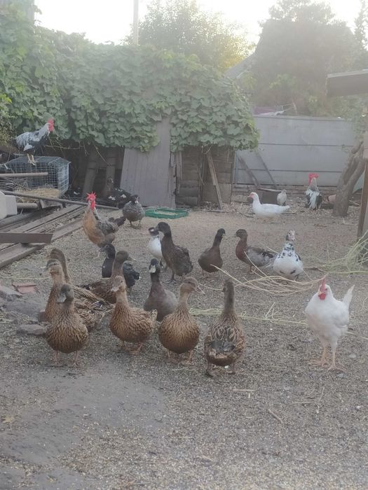 Качка кряква  самці та самочки