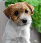 Jack Russell Terrier дівчинка