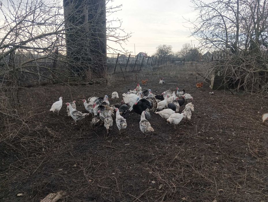 Живі індики 2023 рік индюки индейка