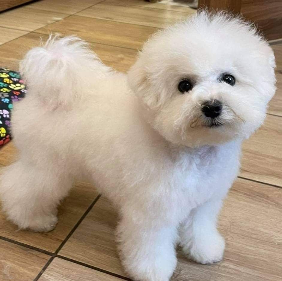 Cudowny Cosmo bichon frise FCI ZKWP