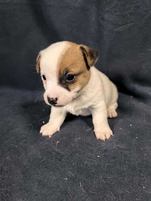 Jack Russell Terrier