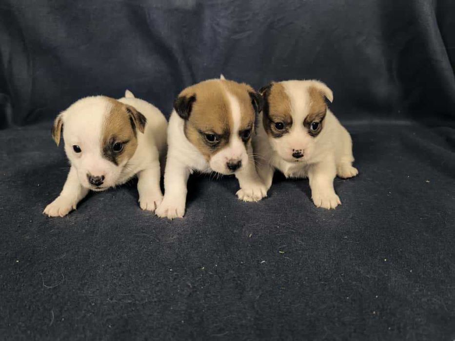 Jack Russell Terrier