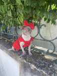 Chihuhaua. femea. Lilac top 5 meses