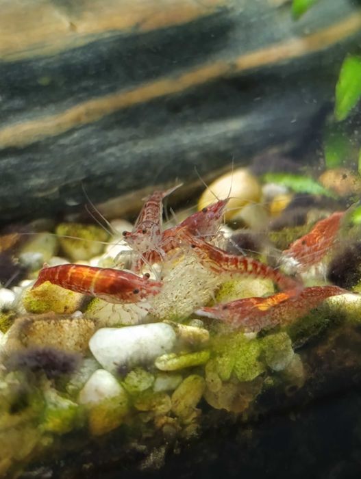 Krewetki czerwone red cherry 10 szt