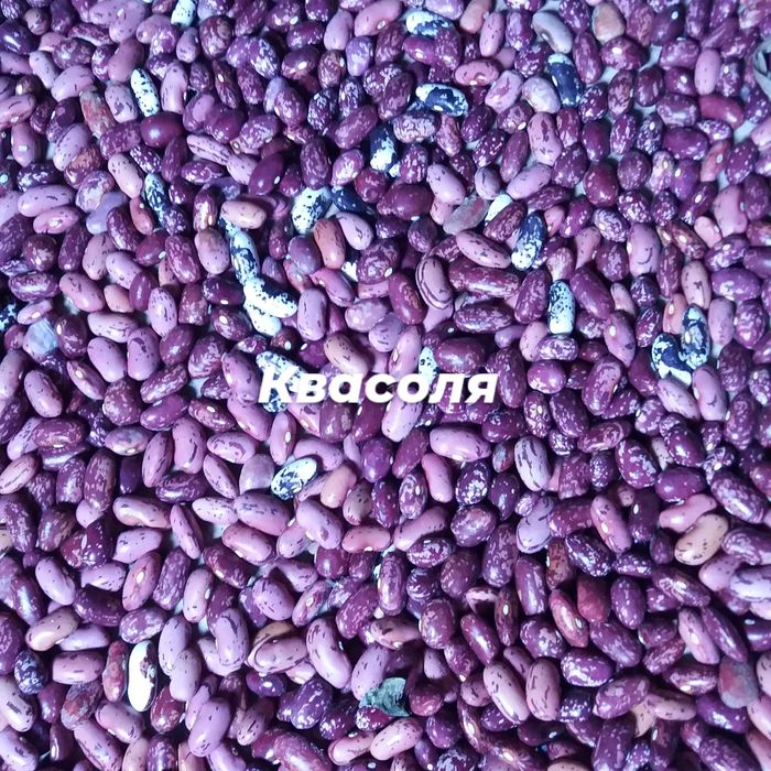 Сушена чорниця,брусниця,лохина,вишня,смородина,айва