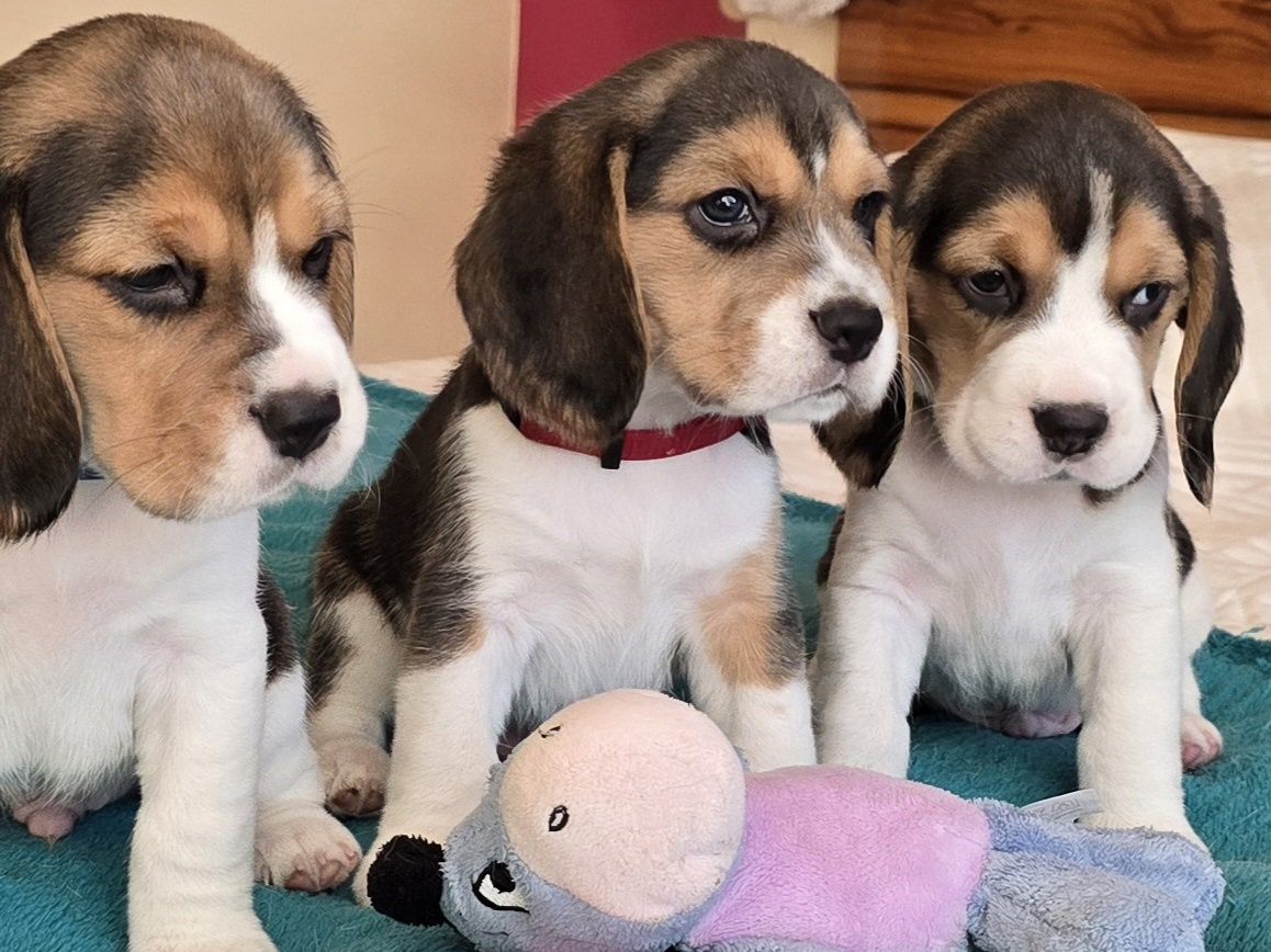 Piesek Beagle ZkwP - FCI   PO  Grand Championach ,Profil DNA*