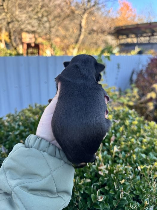 Гарний хлопчик йорк