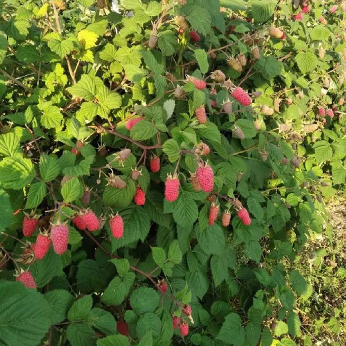 Sadzonka maliny przehyba