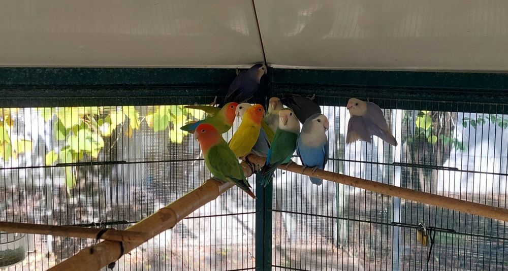 Rosicolies várias mutações