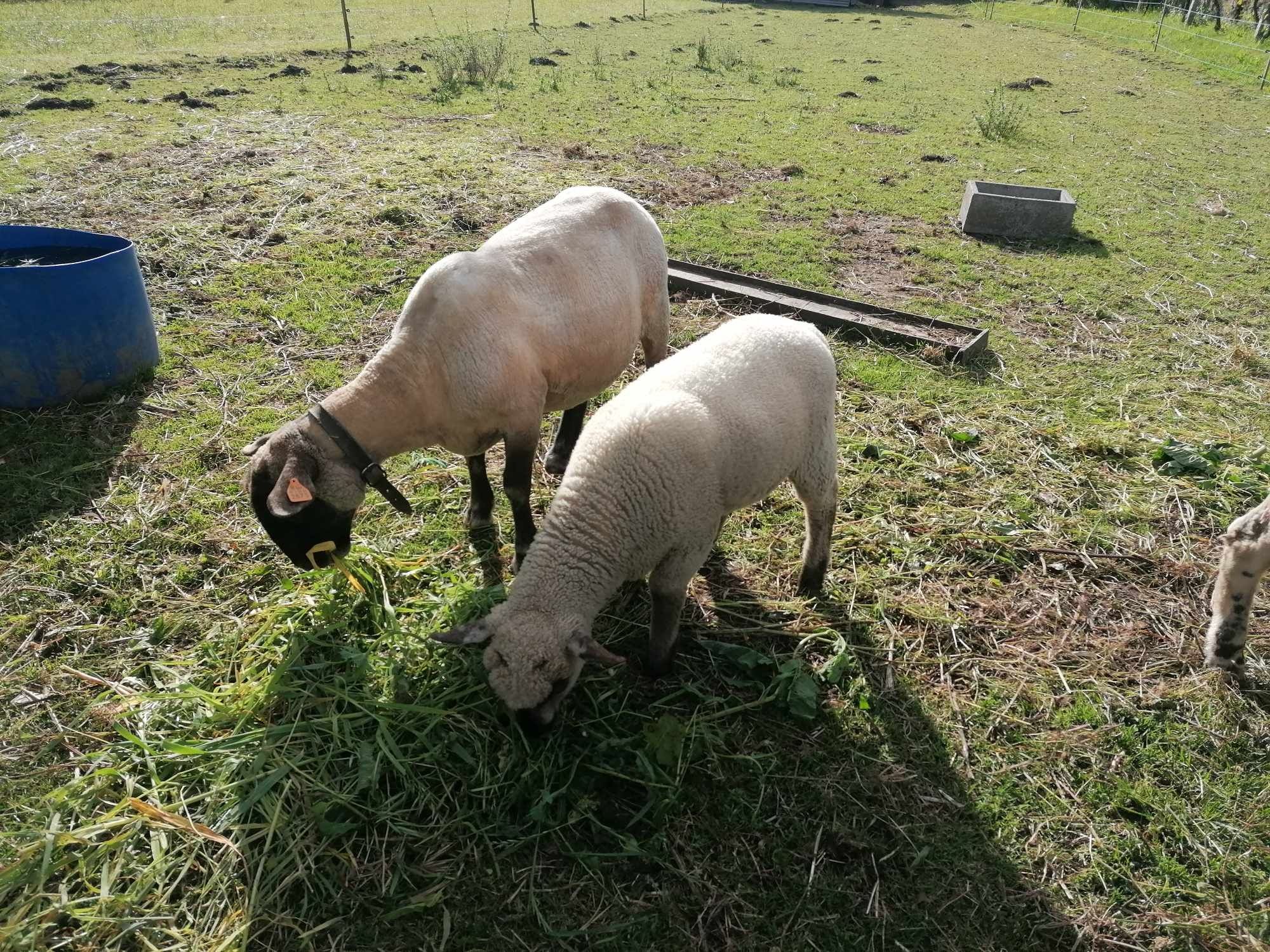 Disponível Anho/borrego