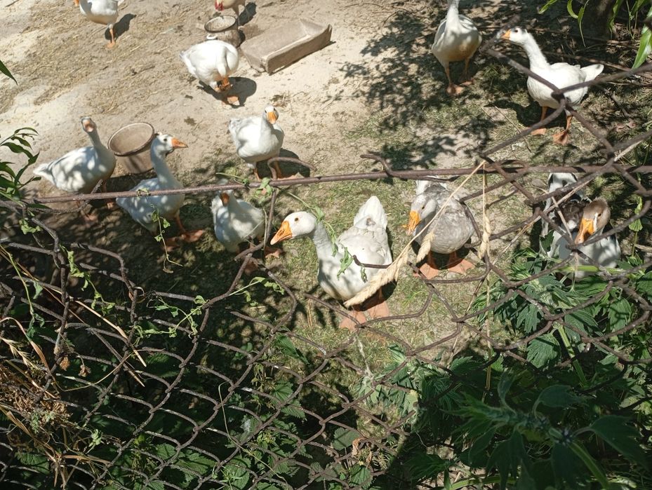 Sprzedam gęsi młode