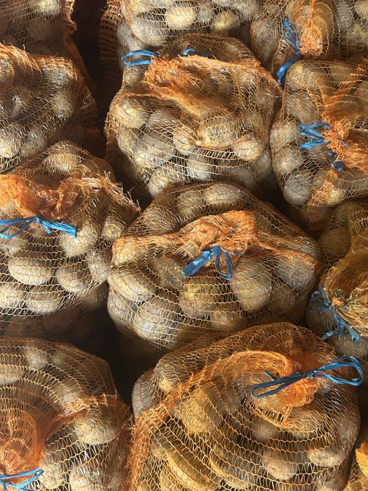 Ziemniaki jadalne gala