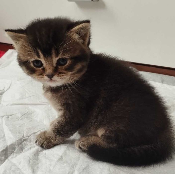 Вязка Британских котов