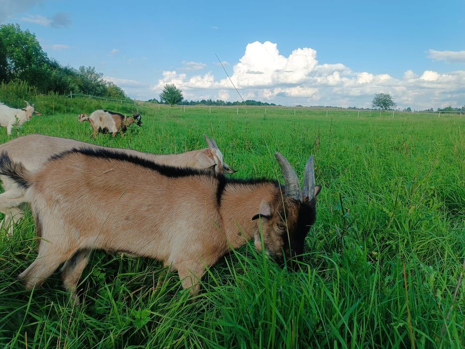 Koźlaki tegoroczne koziołki