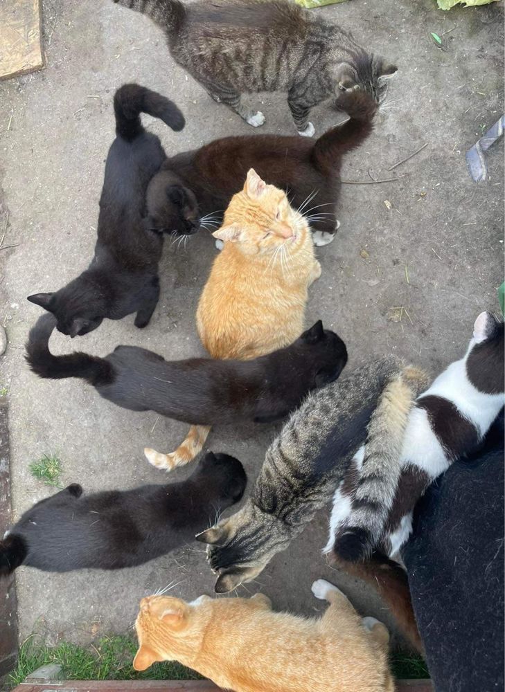 Masa kotów do adopcji! U nas znajdziesz przyjaciela