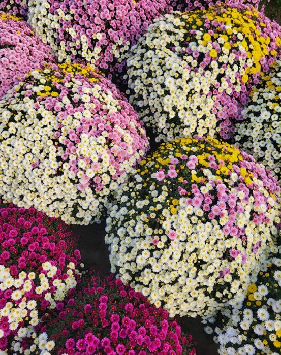 Chryzantemy drobnokwiatowe hurt detal