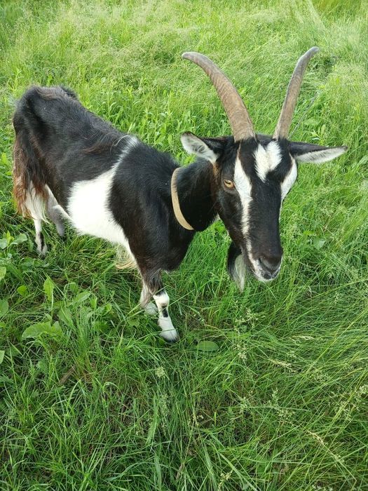 Альпійські кози на продаж