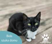 Drobny kocurek Bols szuka domu