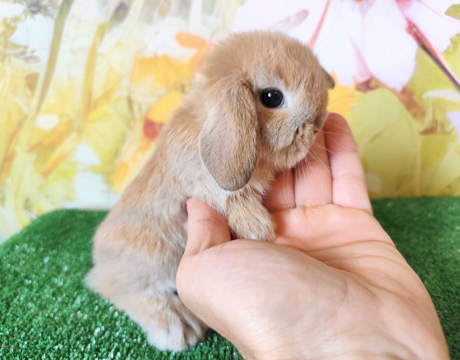 PIĘKNE Mini Lop królik miniaturka karzełek rex baranki teddy
