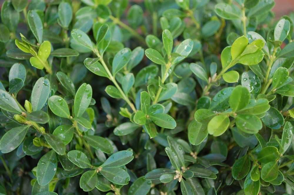 Bukszpan wieczniezielony 'Globosa' Buxus 040