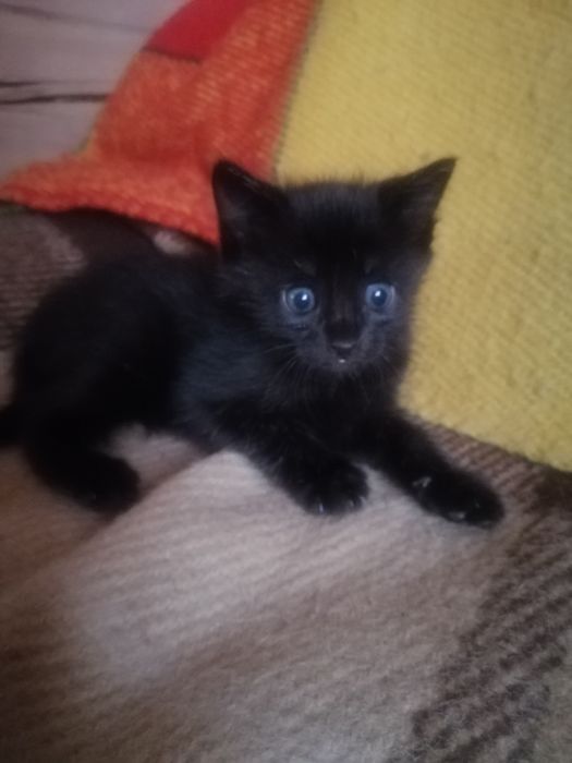 Маленька Пантерка шукає дім