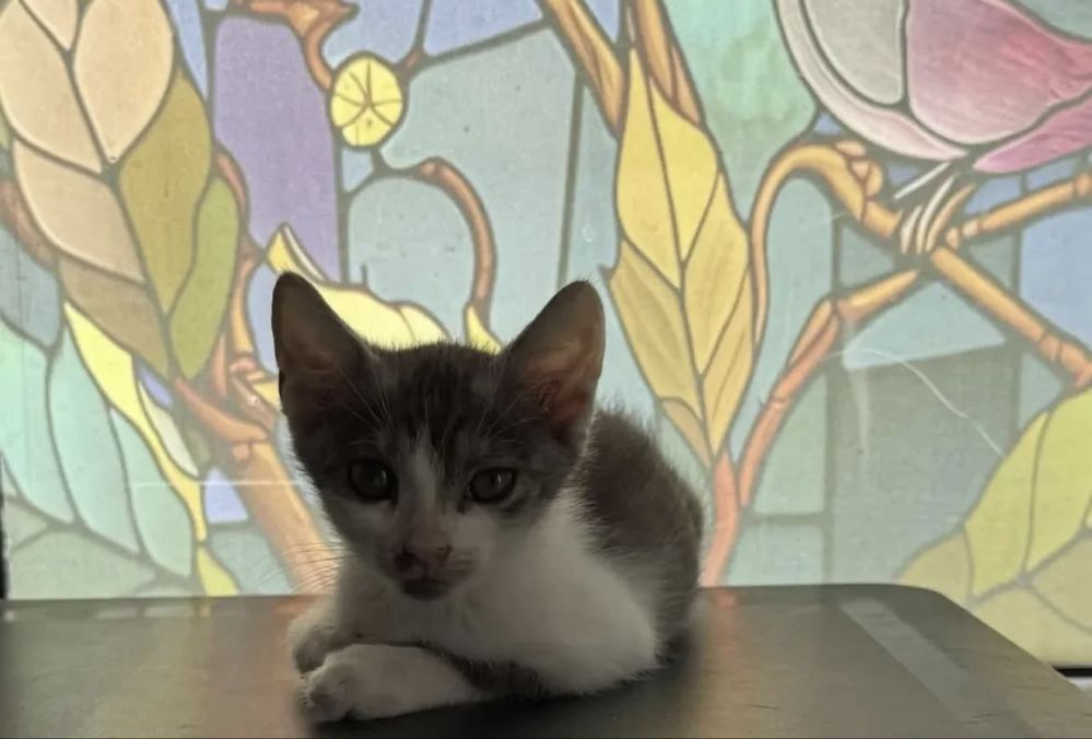 SMOL - kocurek szuka domku!