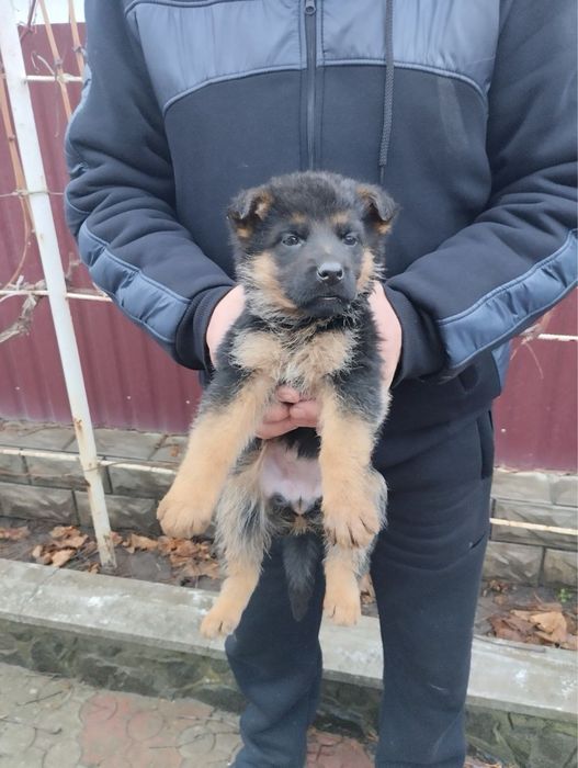 Продам щенят Німців