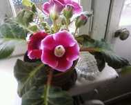 Глоксиния (Gloxinia)