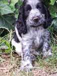 Suczka Rasy Cocker Spaniel