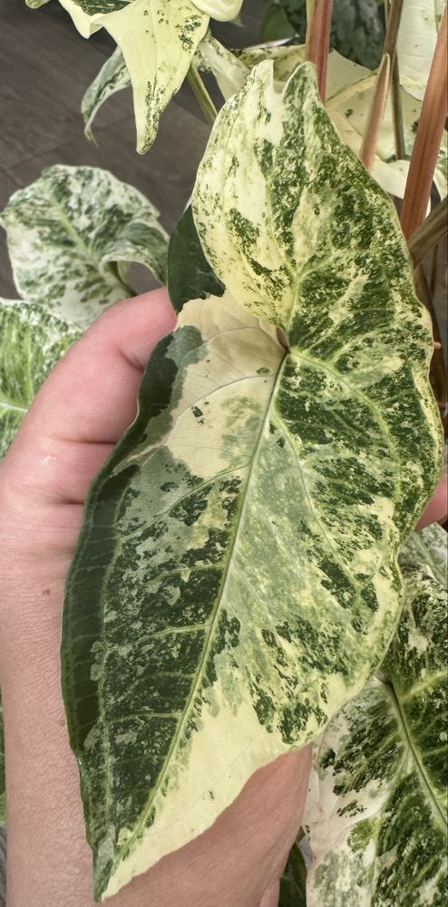 Syngonium Batik Variegata - pędówka