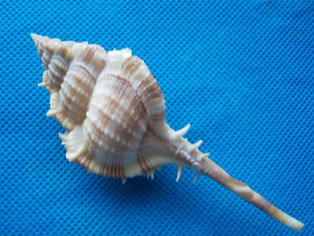 Muszle morskie- Vokesimurex malabaricus